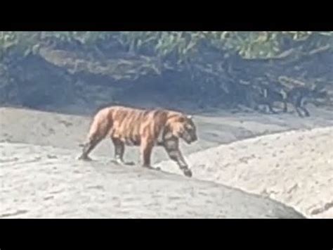 The King Of Sundar Ban Royal Benagl Tiger YouTube