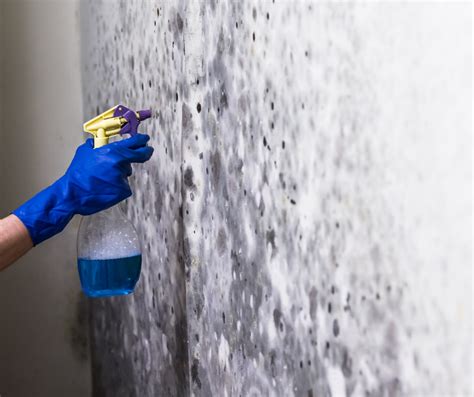Mold Removal In Toronto Four Seasons