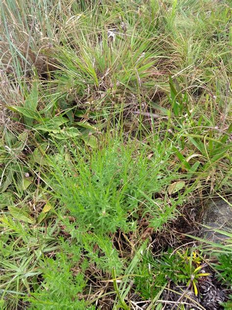 African Plants A Photo Guide Wahlenbergia Napiformis A DC Thulin