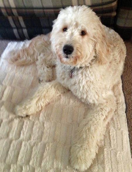 Daisy The Goldendoodle Dogs Daily Puppy