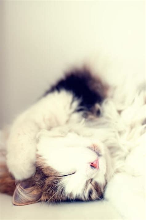 Wallpaper White Pet A Fur Kitten Cat Mammal Home Zhivotnoe Free