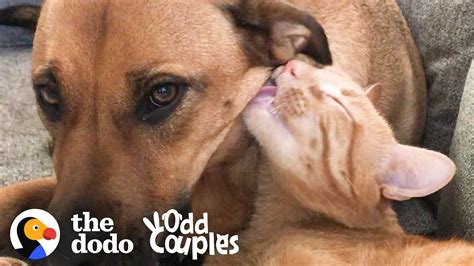 Watch This Dog And Cat Start Wrestling Each Other The Dodo Odd