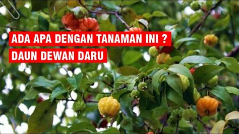 Meskipun terkenal sebagai tanaman berdaun rempah, ternyata anda dapat mengunyah daun kari secara langsung seperti lalapan sebanyak 3 hingga 5 lembar setiap hari secara rutin dan rasakan khasiatnya kadar. Daun Dewandaru dan Khasiatnya I Obat Herbal I Sehat Alami ...