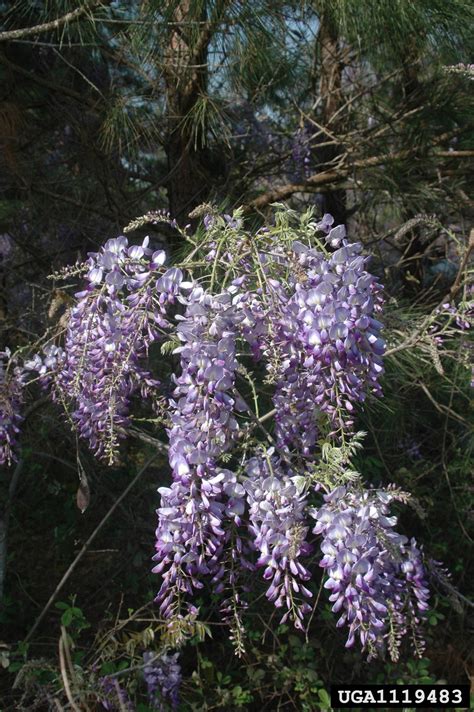 There is a duality to wisteria, starting with those who think it's an invasive weed and those who like to eat its sweet, fragrant blossoms. Chinese wisteria, Wisteria sinensis (Fabales: Fabaceae ...
