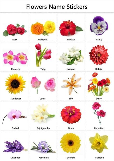 Scented Flowers Word Search Letter Words Unleashed Exploring The