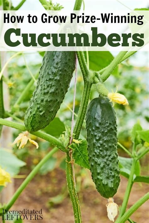 Most flower seeds) in each container. How to Grow Cucumbers