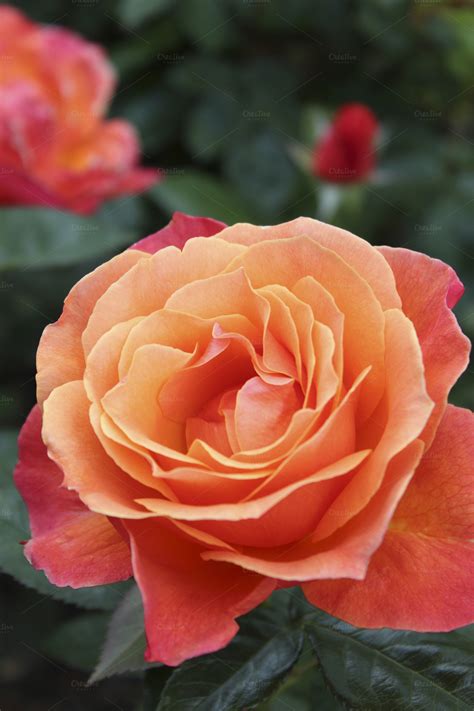 Orange Rose ~ Nature Photos On Creative Market
