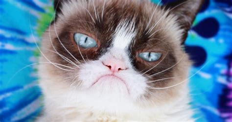 Grumpy Cat Dies At 7 Years Old