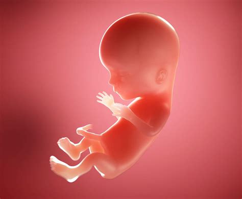 15 Weeks Pregnant Bump Symptoms And Babys Size At 15 Weeks Emmas