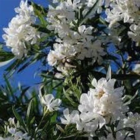White Oleander Tree Star Nursery Garden And Rock Centers