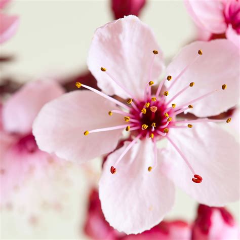 Crafters Choice™ Japanese Cherry Blossom Fo 695 Crafters Choice