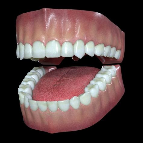 Anatomy Of Gums And Teeth