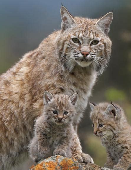 Seal point lynx point kittens. Bobcat (Lynx rufus) mother and her kittens | Beautiful ...