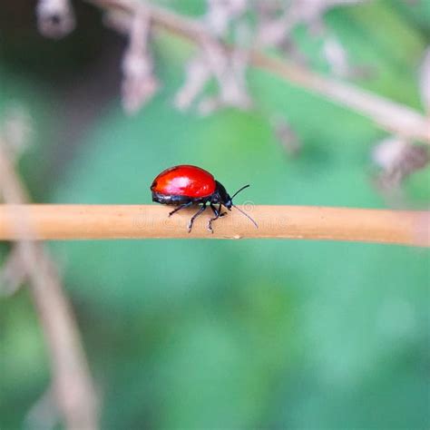 The Red Bug Insect On The Plant Stock Image Image Of Garden Outdoors