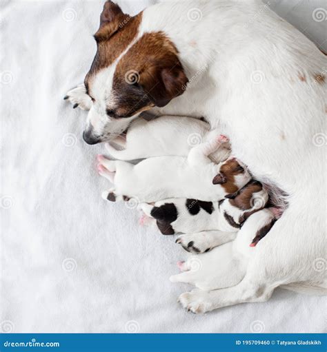 Dog Breastfeeding Puppies Stock Photo Image Of Feeding 195709460