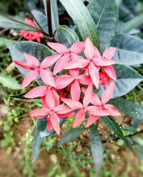Maybe you would like to learn more about one of these? Gambar Bunga Asoka Pink - Gambar Ngetrend dan VIRAL