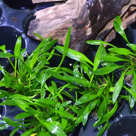 It is one of the few species that does not significantly change its leaf. Cryptocoryne parva | Plants, Freshwater aquarium plants ...