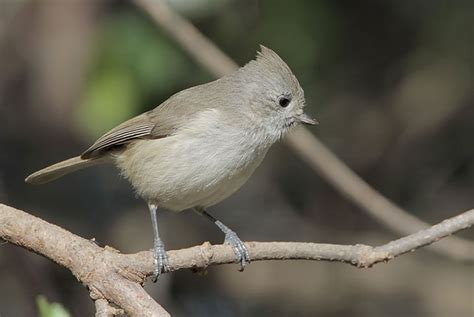 Oak Titmouse Id Facts Diet Habit And More Birdzilla