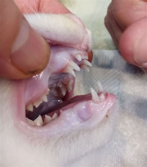 Retained Deciduous Or Milk Teeth In Cats Burwood Vet Clinic