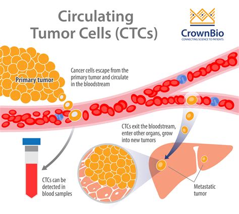 Circulating Tumor Cells In Preclinical Mouse Models Of Metastasis