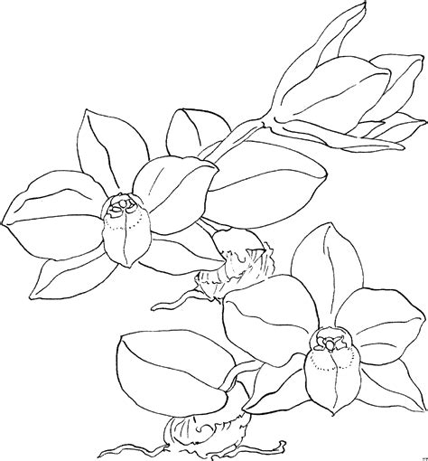 Select from 35919 printable coloring pages of cartoons, animals, nature, bible and many more. Schoene Orchideen Ausmalbild & Malvorlage (Blumen)