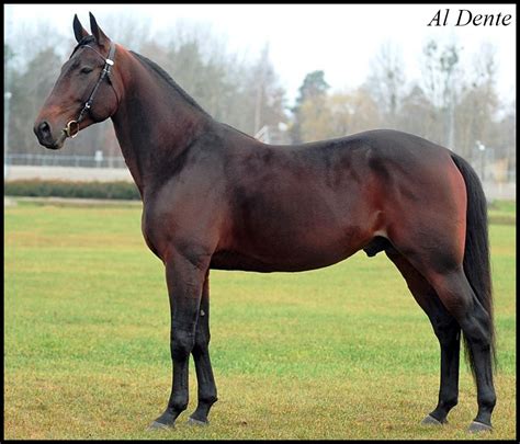 Stallion Al Dente Standardbred Horse Pretty Horses Horses