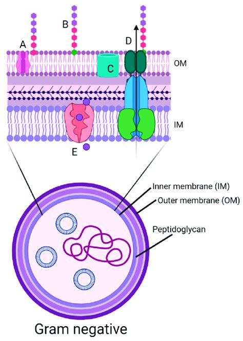 Diagram Of The Cell Wall Structure Of A Gram Negative Bacterium