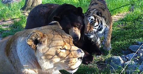 Bear Tiger And Lion Become Friends After Being Rescued