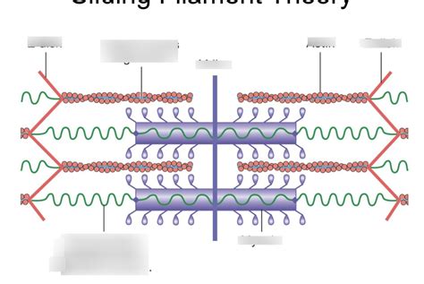 Sliding Filament Theory Diagram Quizlet