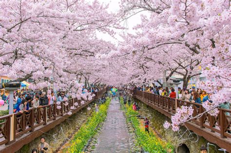When And Where To Enjoy Cherry Blossoms In South Korea This Season