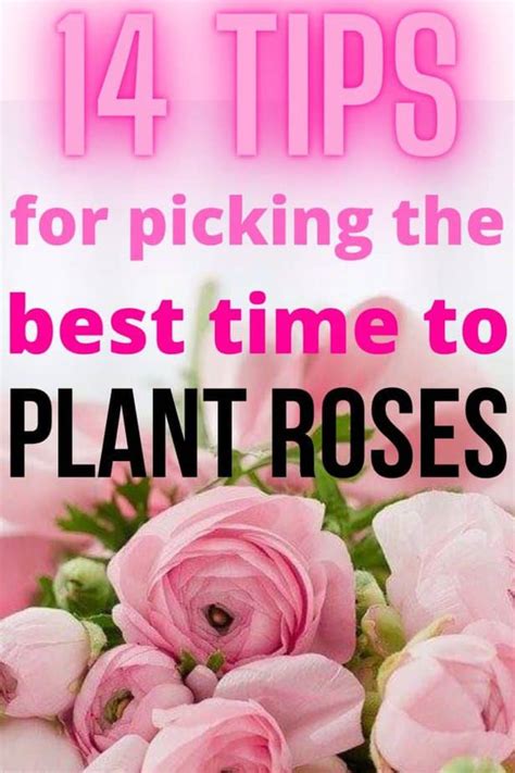 14 Tips For Picking The Best Time To Plant Roses Happy Diy Home