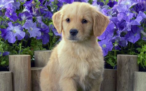 If you would like more information on our upcoming litters of white golden retrievers, british cream golden retrievers, or english cream golden retrievers puppies please contact us at Golden Retriever - All Big Dog Breeds