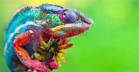 Read below for information on 20 different animals that start with the letter i, from ibis to indri. Reptiles | AZ Animals