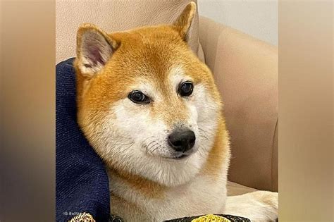 Famous Meme Dog ‘cheems Dies Of Cancer 30 سبتمبر 2023