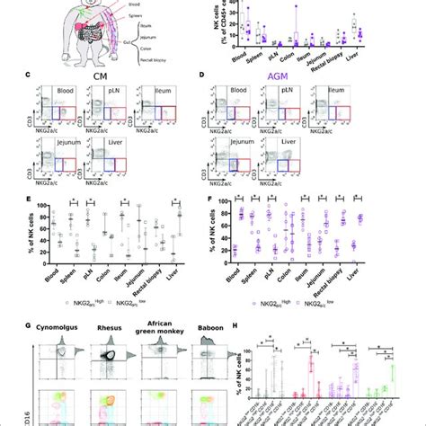 Immunodeficiency are frequently miscoded when the cause of the immunocompromised state is medication therapy or an underlying chronic condition. (PDF) Non-human Primate Determinants of Natural Killer Cells in Tissues at Steady-State and ...
