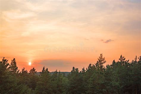 Beautiful Sunset Over A Pine Forest Stock Photo Image Of Scene Dawn
