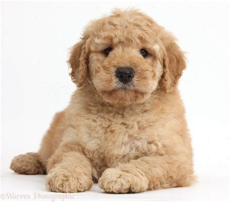 Dog Cute Toy Goldendoodle Puppy Photo Wp37992