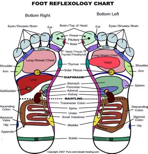 31 Printable Foot Reflexology Charts And Maps Template Lab
