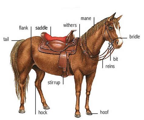 One of the most important things that you will need to talk about will be where on your body the problem is located. Horse parts and equipment learning English