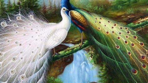 Beautiful Birds Wallpapers Top Free Beautiful Birds Backgrounds