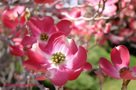 Dogwoods are beloved, small native trees that bloom prolifically in april. Red Flowering Dogwood 'Cherokee Chief' Cornus florida ...