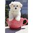 Lovely Teacup Maltese Puppy For Free Adoption