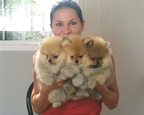 Regalo volpini cuccioli di pomerania piccoli volpini di pomerania i cuccioli hanno. Volpini di Pomerania - Spitz tedeschi nani maschi ...