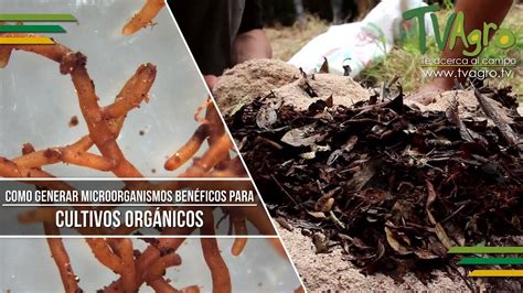 Como Generar Microorganismos Benéficos Para Cultivos Orgánicos Tvagro