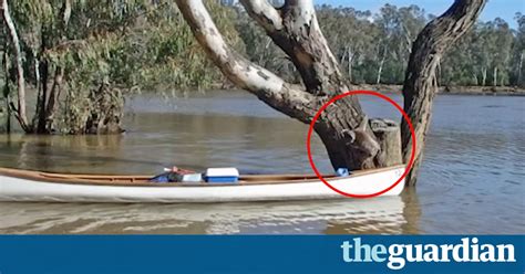 Koala Takes A Ride In A Canoe To Escape Rising River Video