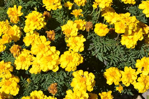 Yellow Marigold Flower Group Green Thumb Advice