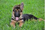 The german shepherd was developed in germany during the 19th century, primarily by one man: German Shepherd Breeder - Quality, Honesty and Integrity