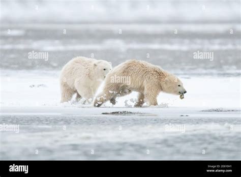 Playful Polar Bear Ursus Maritimus Cubs In The Arctic Circle Of