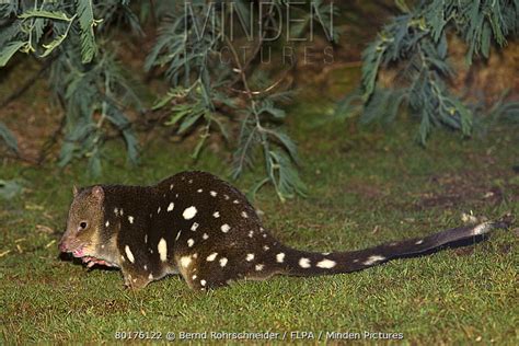 Spotted Tailed Quoll Stock Photo Minden Pictures