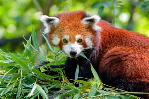 Red pandas are cute and adorable animals. Sikkim Animals Name With Pictures / Sikkim Wildlife 8 ...